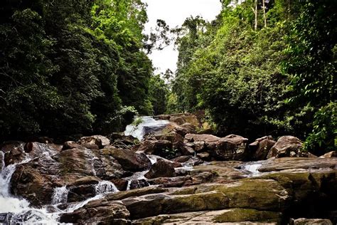 Trek To Kanneliya Rain Forest Tripadvisor