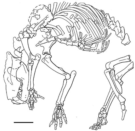 Foot Skeleton Drawing At Getdrawings Free Download