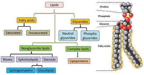 Lipides Définition Propriétés Structure Types Exemples Fonctions