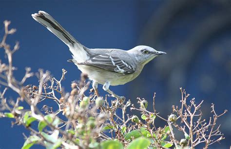Beautiful, bimonthly birdwatching magazine (formerly birder's world) appeals to every bird enthusiast — from backyard birdwatcher to serious birder. Backyard Birding at Virus Time - Coral Gables - Living