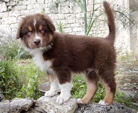 The australian shepherd was first bred in the united states. Australian Shepherd Puppies — Dog Adoption France - PoorPaws
