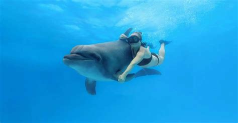 Cabo San Lucas Swim Excursion With Dolphin Interaction Getyourguide