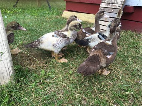 sexing muscovy ducklings backyard chickens learn how to raise chickens