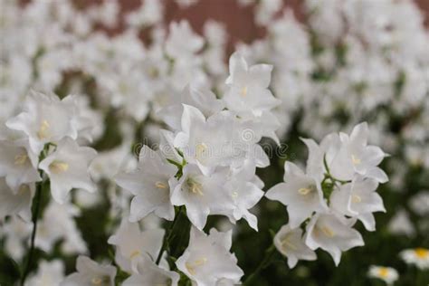 Campanula Carpatica Beautiful White Bell Flowers Stock Image Image