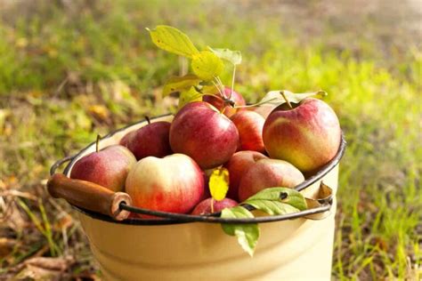 9 Of The Best Apple Orchards In Washington Minneopa Orchards