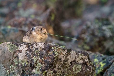180 Pika Of The Rocky Mountains Stock Photos Pictures And Royalty Free