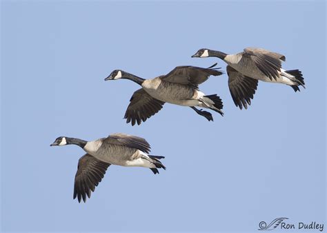 A Trio Of Canada Geese In Flight Feathered Photography