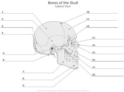Image result for skull diagram blank | Anatomy and ...