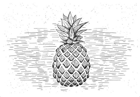 Free Hand Drawn Vector Pineapple Illustration 144015 Vector Art At Vecteezy