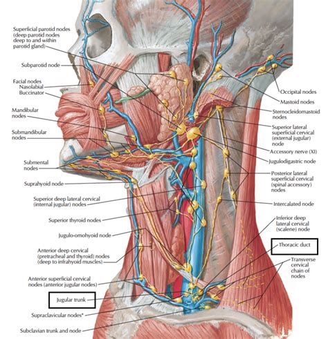 Head And Neck Anatomy Lymphatic Drainage Of Head Neck