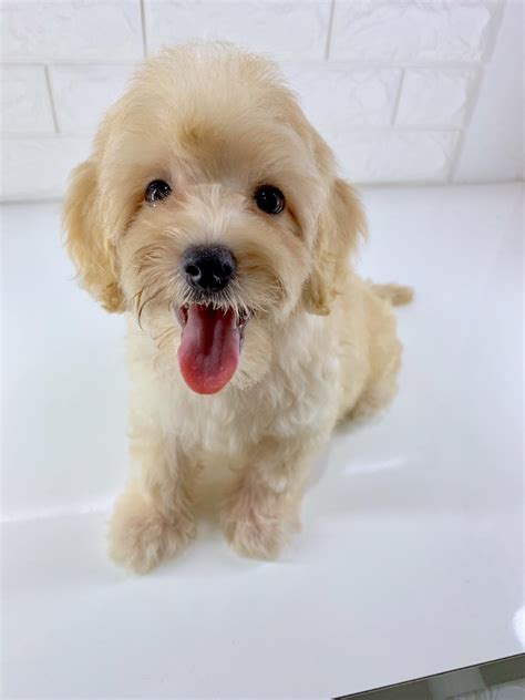 We offer beautiful quality maltipoo puppies of various colors. Best Quality Maltipoo Puppies For Sale In Singapore (March ...