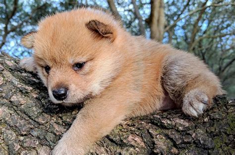 Shiba Inu Puppies For Sale Savannah Ga 224859