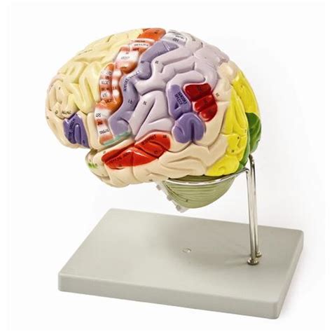 Human Brain Models Thomas Scientific