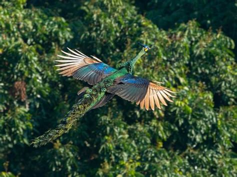 Female Peacocks Male Vs Female Identification Guide Birdfact