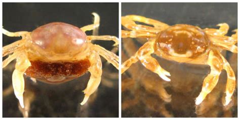Critter Of The Week The New Zealand Pea Crab New Zealand Geographic