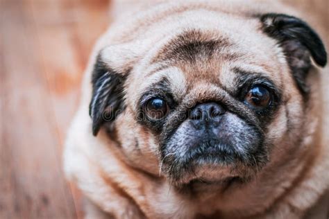 Dog Pug Looking Into Camera Stock Image Image Of Isolated Cute 57347579