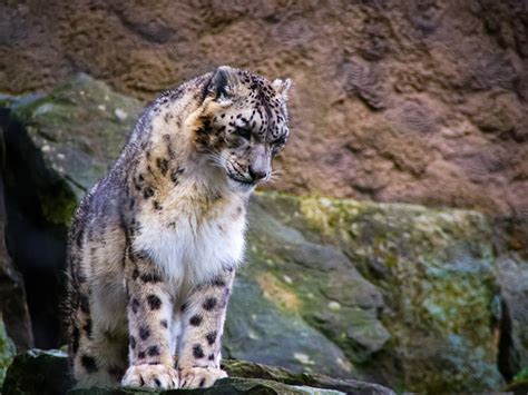 Snow Leopard Winter Free Photo On Pixabay Pixabay