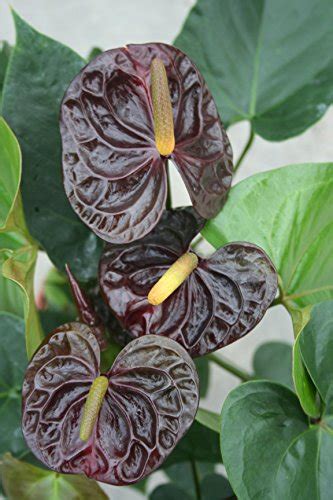 Anthurium Dark Chocolate Live House Plant Easy To Grow Florist