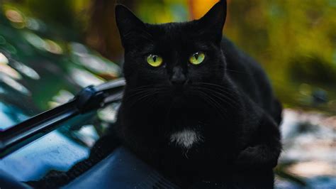 Halloween Por Qué Se Paralizan Las Adopciones De Gatos Negros