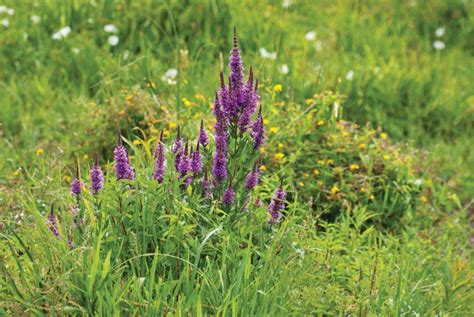 The plant presents thistlelike bright yellow flowers with sharp, yellow spines located. The Worst Invasive Plants and Garden Weeds