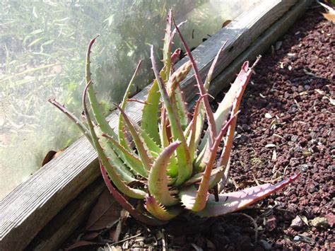 A cactus has no stomata (a stomata is at the bottom of a leaf and lets water out) therefore they cant live their. Cacti or Not -Many Succulents Look Like Cactus, But Are ...