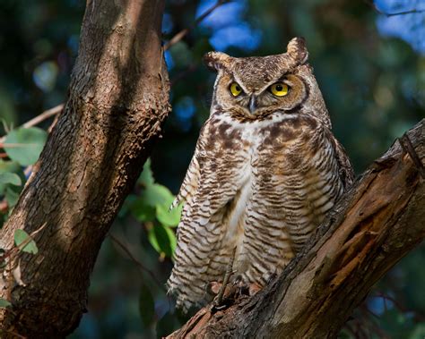 Can You Recognize The Call Of A Great Horned Owl Audubon