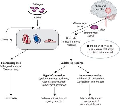 Hostpathogen Interactions In Sepsis The Lancet Infectious Diseases