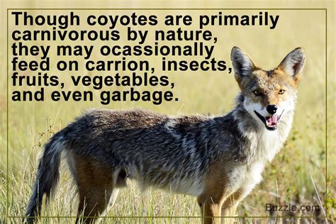 Cats are one of coyotes' favorite foods. Unbelievable Facts About the Eating Habits of Coyotes ...
