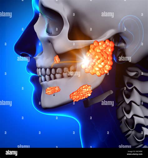Nasal Gland Hi Res Stock Photography And Images Alamy