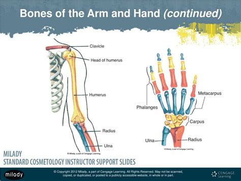 Long Bone Labeled Cengage / Ppt Chapter 6 General Anatomy And