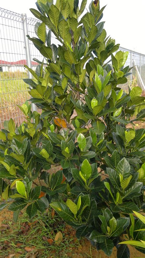 Pokok bakong merupakan sejenis pokok herba yang tumbuh dari bebawang. budak bakong: tanam pokok depan rumah :)