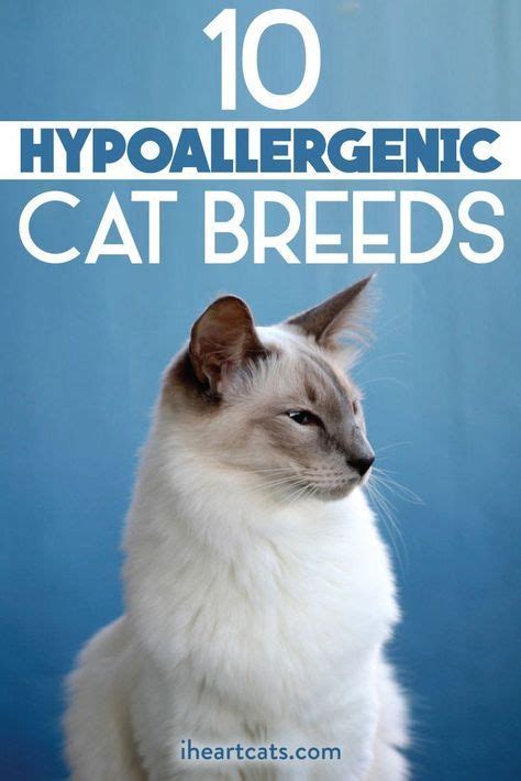 10 Hypoallergenic Cat Breeds Artofit