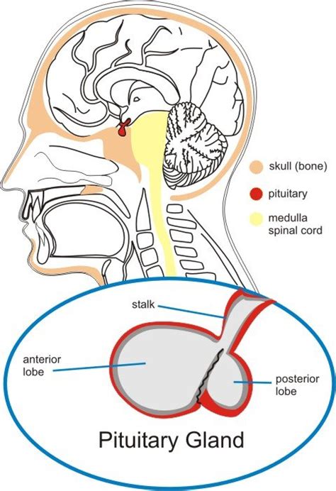 Parts Of Pituitary Gland