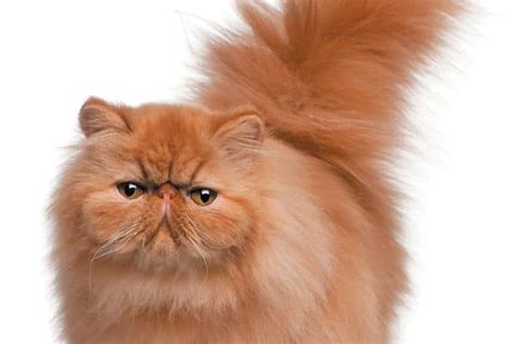 The Persian Cat — Get To Know The Princess Of The Cat World
