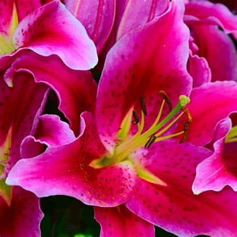 Are Daylilies Poisonous To Dogs And Cats