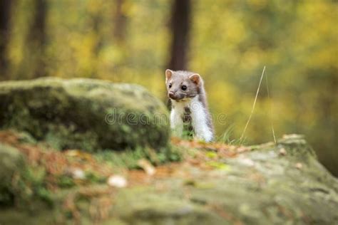 Marten Nto Forest Stock Photo Image Of Brown White 108602440