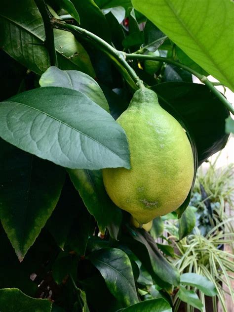 Citrus Limon L Osbeck Lemon Useful Plants Plntnet Identify