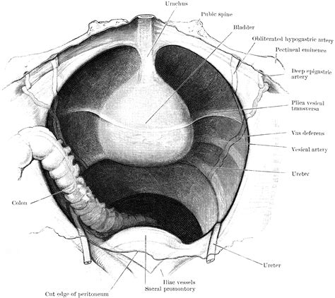 View Of Male Pelvis Showing Bladder Clipart Etc