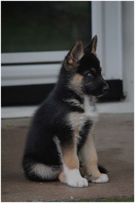 German shepherd puppies require minimal grooming attention, with the occasional bath and brushing. German Shepherd Puppies For Sale Vancouver Wa