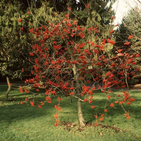 We used a physically based ecohydrological model to predict the water balance and growth responses of a mountain ash (eucalyptus regnans f. SHOWY MOUNTAIN ASH Sorbus Decora - 10 SEEDS