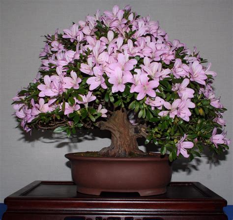 Check spelling or type a new query. Flowers & Planets: azalea bonsai