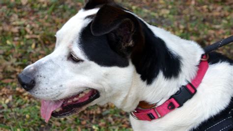 Flagler Humane Societys Pets Availale For Adoption