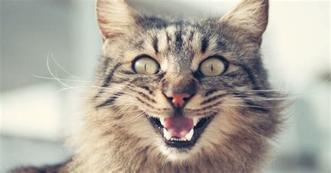How To Reduce Your Allergic Reaction To Cats Lifehacker
