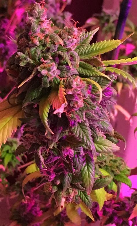 Beautiful Buds Cannabis Weed And Hemp Pink Weed Hd Phone Wallpaper Pxfuel