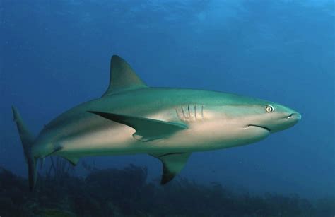 Caribbean Reef Shark Wikipedia