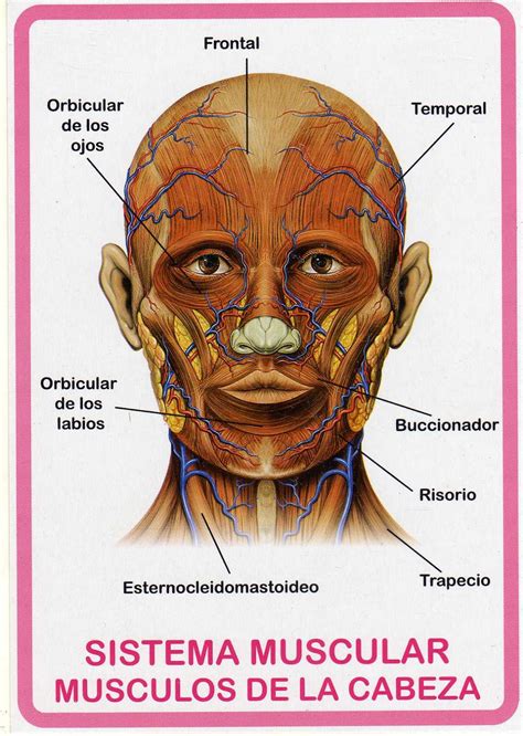 Atlas De AnatomÍa Humana Sistema Muscular MÚsculos De La Cabeza