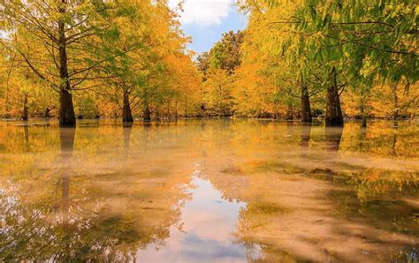 Autumn Trees Reflected In A Swamp Autumn Reflections Trees Swamp Hd Wallpaper Peakpx