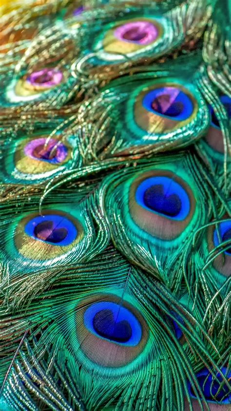 Iphone Peacock Feather Wallpapers Find And Download Peacock Feathers