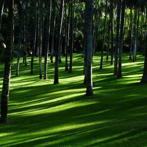 Green Grass Wallpaper 4k Trees Woods Daylight Forest Landscape