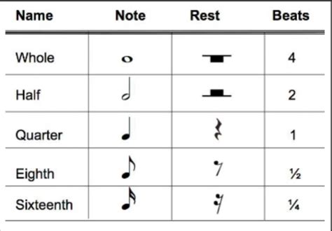 How Many Beats A While Note Receive Brainlyph